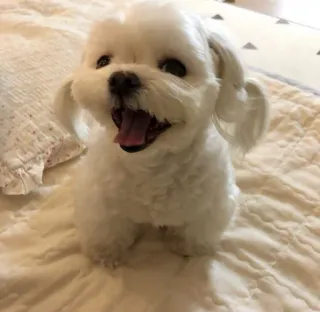 😛 dog, puppy, white dog, cute, happy, pet, maltese telegram sticker
