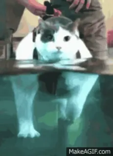 ❤️ chat, natation, animal, animal de compagnie, eau whatsapp sticker