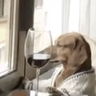 🐕 perro, vino, copa, mascota, animal, gracioso, suéter telegram sticker