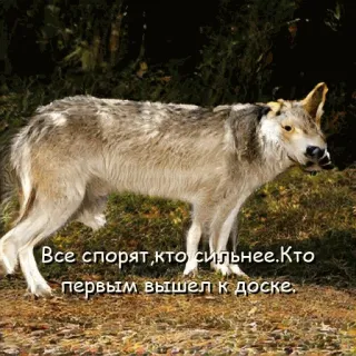 😏 Все спорят, кто сильнее.Кто первым вышел к доске. หมาป่า, สัตว์, ธรรมชาติ, ป่า, สัตว์ป่า, รัสเซีย, ข้อความ, มีม telegram sticker