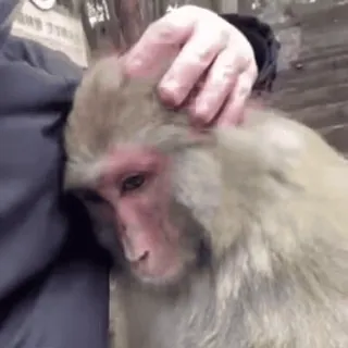 🌟 singe, animal, mammifère, primate whatsapp sticker