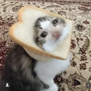 😒 cat, kitten, bread, sad, cute whatsapp sticker