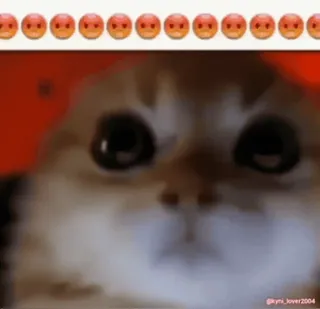 😡 猫, 伤心, 表情包, 生气, 表情符号, 哭, 小猫, 猫科 whatsapp sticker