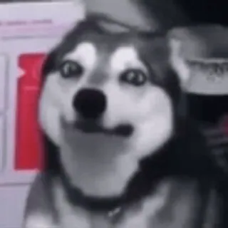 видеодоги :: @fStikBot telegram stickers