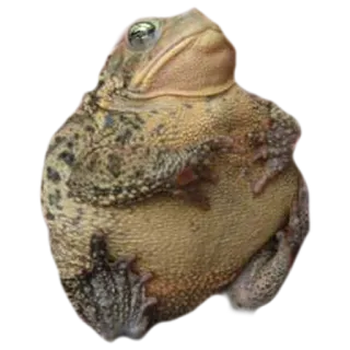 🙄 toad, frog, amphibian, animal, wildlife telegram sticker