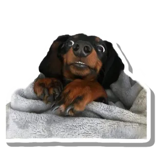 😯 dog, dachshund, cute, animal, blanket whatsapp sticker