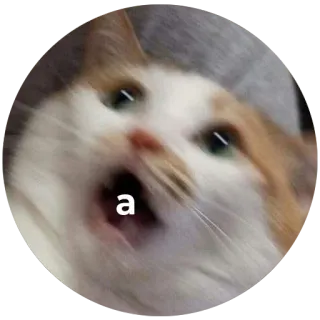 😱 a kat, meme, grappig, dier, schattig whatsapp sticker