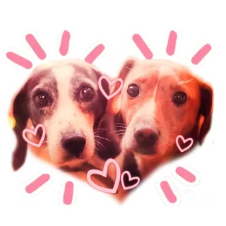 ❤️ dogs, animals, pets, love, hearts, cute, friendship telegram sticker