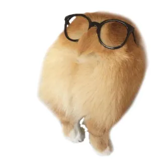 🤓 perro, corgi, animal, gafas, lindo whatsapp sticker