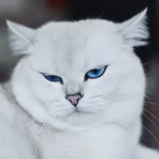 🌝 gato, gato branco, olhos azuis, animal, animal de estimação, fofo, animal doméstico whatsapp sticker