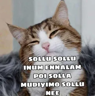 🤨 SOLLU SOLLU
INUM ENNALAM
POI SOLLA
MUDIYIMO SOLLU
NEE gato, animal, meme, texto, animal de estimação telegram sticker