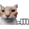 😼
