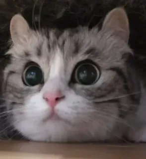 🥺 cat, cute, animal, eyes, pet whatsapp sticker