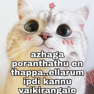 🙈 azhaga poranthathu en thappa..ellarum ipdi kannu vaikirangale gato, fofo, adesivo, animal, flor telegram sticker