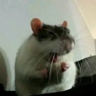 🐀 szczur, zwierzę, gryzoń, słodki telegram sticker