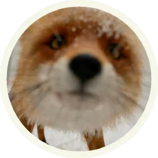 😳 vos, dier, wildlife, winter, sneeuw telegram sticker