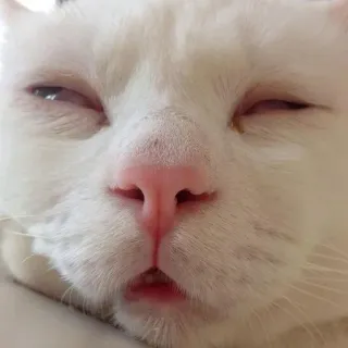 😒 cat, white cat, animal, sleepy, pet telegram sticker