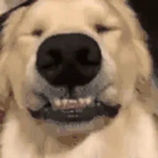 👀 chien, golden retriever, animal, animal de compagnie, mignon, drôle telegram sticker