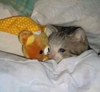 🥺 cat, sad, bed, toy, animal, cute telegram sticker