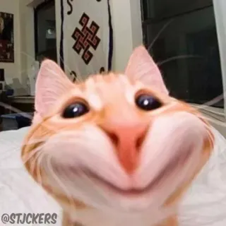 🙂 @STJCKERS gatto, animale, animale domestico, meme, gatto arancione, divertente telegram sticker