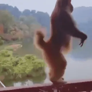 🏃 singe, animal, nature, extérieur whatsapp sticker