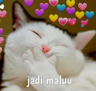 😸 jadi maluu кот, сердечки, милый, мем, смущенный, питомец, животное whatsapp sticker