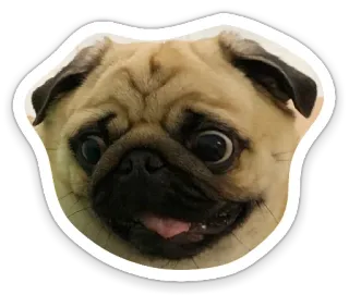 😳 pug, dog, animal, pet, cute telegram sticker