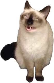 😲 cat, animal, siamese cat, pet, funny, meme, cute telegram sticker