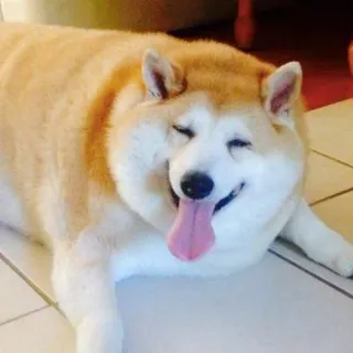 😛 chien, animal, joyeux, animal de compagnie, mignon, souriant, langue whatsapp sticker