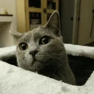😹 cat, cute, pet, animal, gray cat, kitten telegram sticker