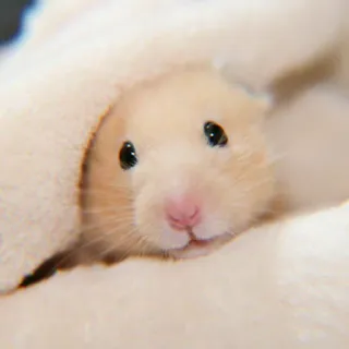 ✨ Hamster, süß, Tier, Haustier, Nagetier whatsapp sticker