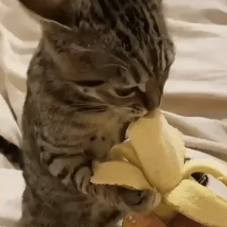 🧶 gato, plátano, comiendo, mascota, animal, atigrado whatsapp sticker