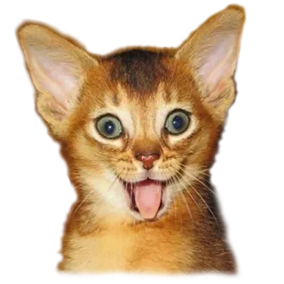 😏 gato, gatito, animal, mascota, lindo, gracioso, gato doméstico, felino whatsapp sticker