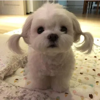 💘 собака, щенок, мальтийская болонка, милый, домашнее животное, животное, хвостики telegram sticker