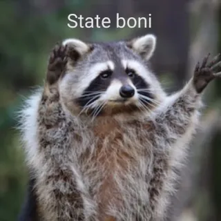 🙌 State boni енот, животное, смешной, мем telegram sticker