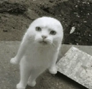 🐱 gatto, gatto bianco, divertente, animale, carino, meme telegram sticker