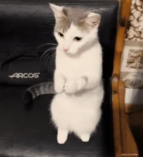 🙏 猫, 小猫, 动物, 宠物, 可爱, 站立, 迷人 whatsapp sticker