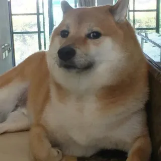 😶 Doge dog, shiba inu, meme, cute telegram sticker