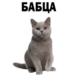 😱 БАБЦА gato, gatinho, fofo, animal, animal de estimação, russo whatsapp sticker