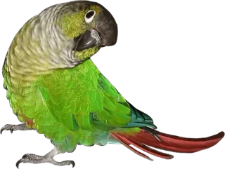 🙃 bird, parrot, green, animal, conure, pet telegram sticker
