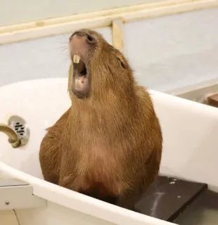 😫 capybara, bain, bâillement, animal, rongeur whatsapp sticker