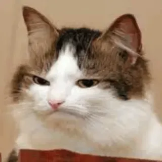 😒 gato, enojado, meme, mascota, animal telegram sticker