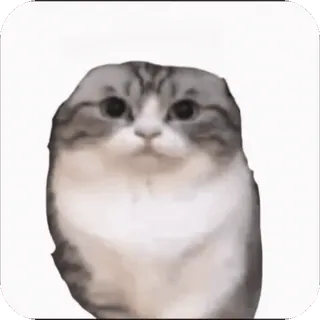 🤩 gatto, animale, animale domestico, gattino, carino telegram sticker