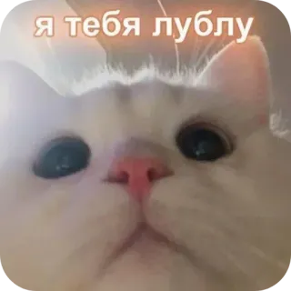 🧞‍♀ null я тебя лублу telegram sticker