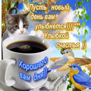☕ Пусть новый
день вам
• улыбнется))))***
Улыбкой
Корошего
вам дня)
счастья )) cat, coffee, birds, greeting, good day, russian telegram sticker