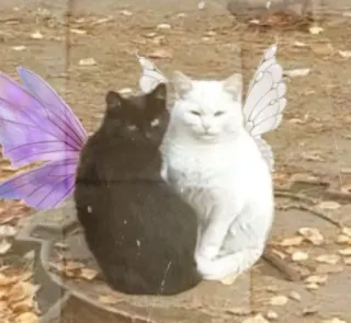 🎀 cats, fairy wings, black cat, white cat, animals, cute whatsapp sticker
