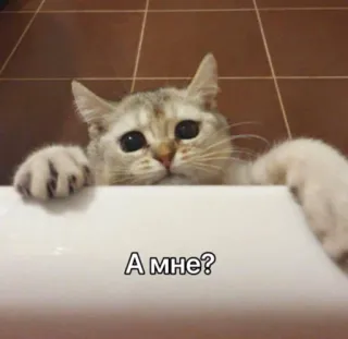 🥺 А мне? gato, lindo, baño, triste, gatito telegram sticker