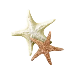 🌟 Seestern, Meeresleben, Ozean, Strand, Natur telegram sticker