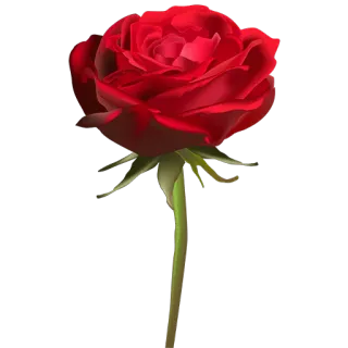 🌹 цветок, роза, красная роза, цветы, природа, растение telegram sticker