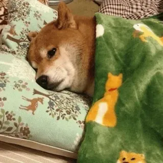🐾 Hund, Shiba Inu, schlafend, Decke, süß, Tier, Haustier whatsapp sticker